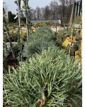 Pinus sylvestris Chantry Blue догляд